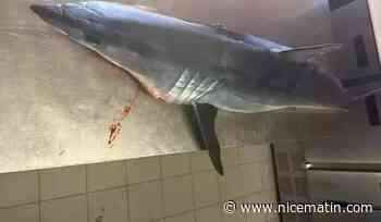 La polémique se poursuit autour du restaurant varois qui a diffusé la photo d'un requin péché par accident
