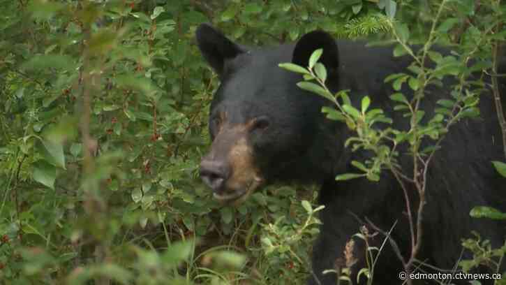 Dog owners charged after pet killed by black bear in Jasper National Park