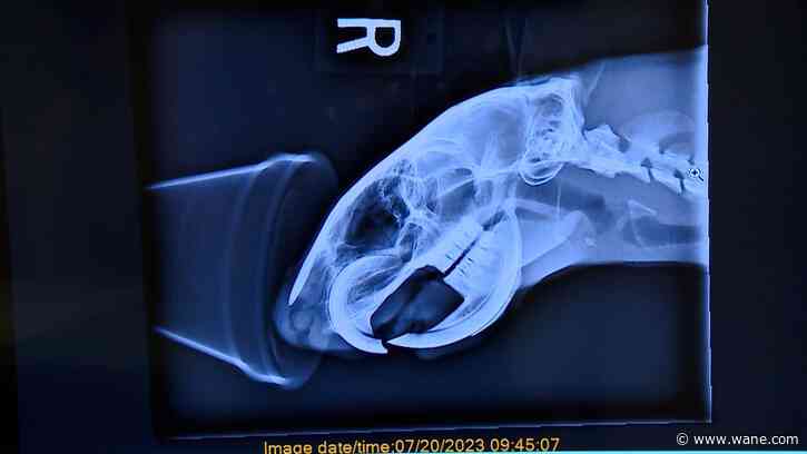 Wild on WANE: Zoo Animal Hospital