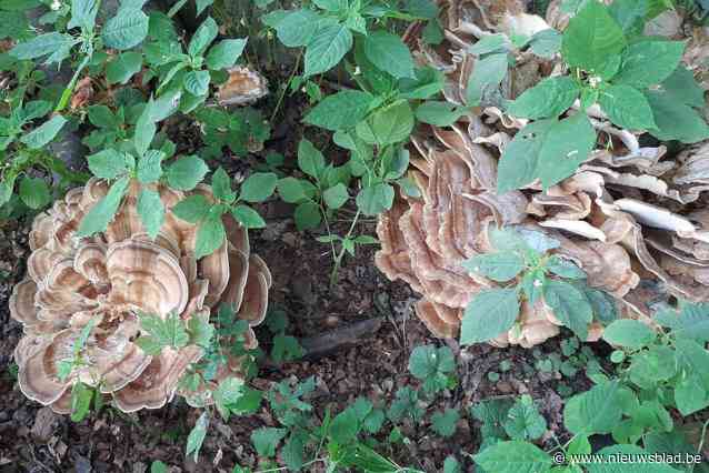 Zorgen om tweede mooiste boom van Vlaanderen