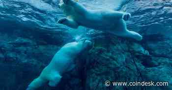 Altcoin Plunge Leads Crypto Lower; Bitcoin Slips 0.7% to $29,150