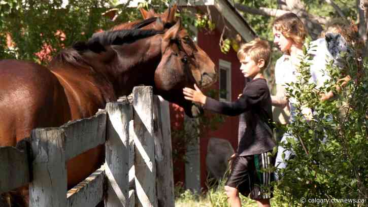 'Incredible animals': Horses connect with people at equine therapy facility near Okotoks, Alta.