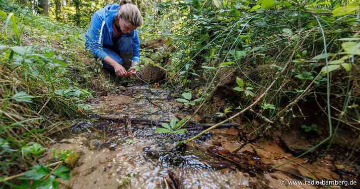 Naturnahe Bäche als Schutz vor Hochwasser und Trockenheit