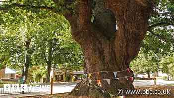Lincolnshire and Sheffield make Tree of the Year shortlist