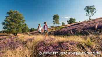 Lüneburger Heide: An diesen Orten steht sie in voller Blüte