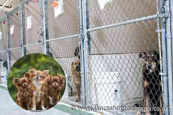 Couple rage at dog kennel after hearing how two dogs died