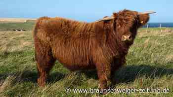 Ausgebrochene Galloways in Gemeinde Gleichen weiter in Freiheit