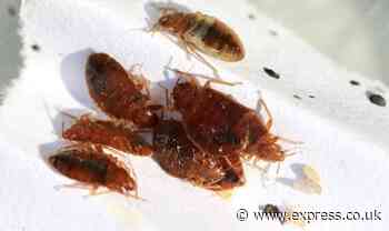 The ‘most effective’ way to get rid of ‘any bed bug problem’ naturally - ‘destroys them’