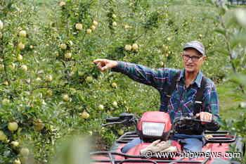 The secret to growing the beloved Honeycrisp apple