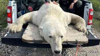 Churchill on track for record number of polar bear reports this season, conservation officers say