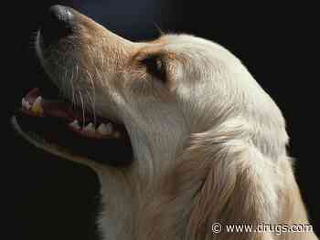 Who's Got COVID? Dogs Can Quickly Tell
