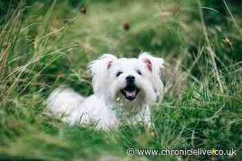 Vet issues warning to dog owners over 'dangerous' grass seeds that could be fatal to your pet