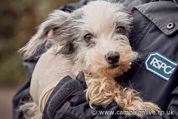 RSPCA appoints AMV BBDO as creative agency