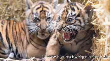 Tiger-Nachwuchs in Frankfurt vorgestellt