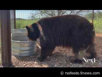 The Ballad of Hank the Tank