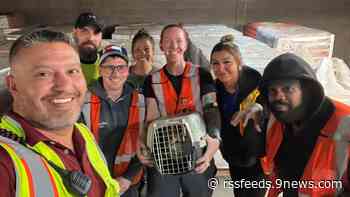 Missing cat found and rescued at Denver airport