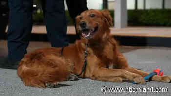 Miami-Dade Fire Rescue canine search team heading to Maui to help in wildfire aftermath