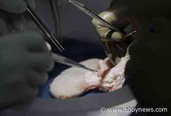 Pig kidney works in donor body marking step toward animal-human transplants