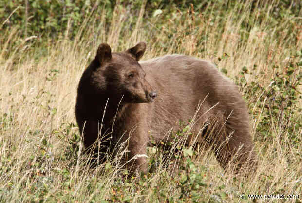 Hikers Whip Out Phones To Record Passing Mama Bear And Cubs In Grand Teton National Park