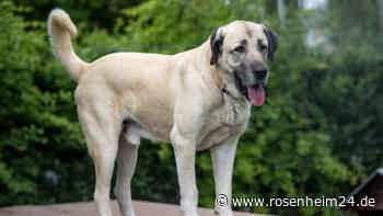 Brutale Attacke in Bayern: Listenhunde beißen Yorkshire-Terrier tot