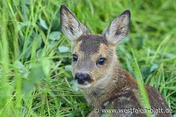 Stemwede: Flugdrohnen verhindern grausamen Tiertod