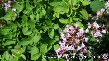 Dank Hitze: Oregano-Anbau in Deutschland verspricht Rekordernte