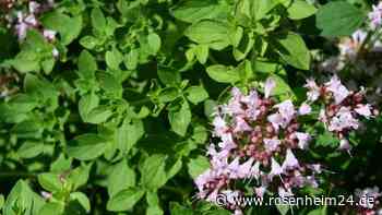 Dank Hitze: Oregano-Anbau in Deutschland verspricht Rekordernte