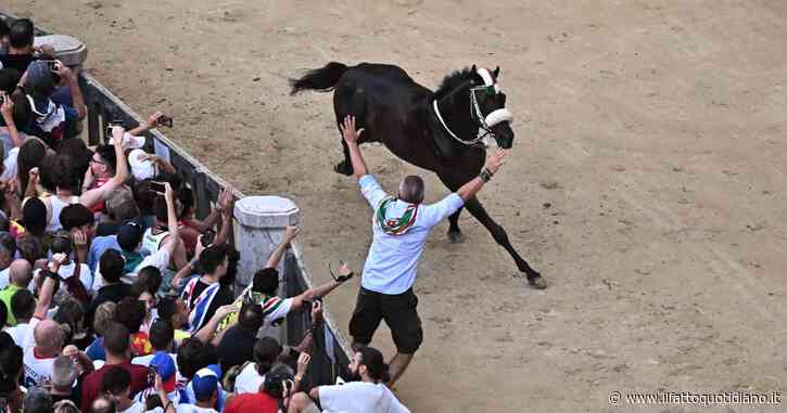 Palio di Siena, vince l’Oca con il cavallo senza fantino dopo cadute e tensioni