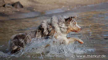 Welpe ist nach dem Schwimmen hundemüde – süßes Video begeistert TikTok-Community