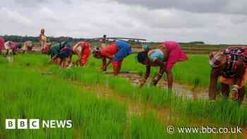Back to the future for India's rice farmers