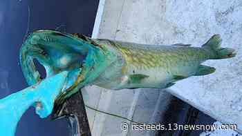 Virginia fisherman catches rare blue-mouthed chain pickerel