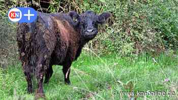 Galloway-Rinder im Landkreis Göttingen seit Wochen auf der Flucht