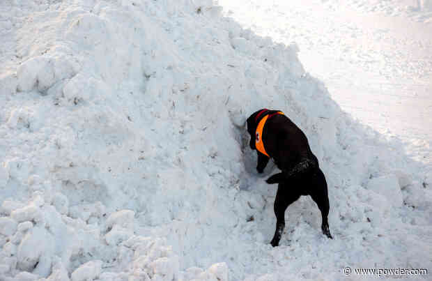 Utah Resort Introduces The Newest (And Most Adorable) Member Of Its Canine SAR Team