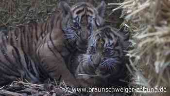 So niedlich: Frankfurter Zoo stellt Tiger-Nachwuchs vor