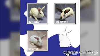 'It was a real effort': Bunnies rescued from Regina drainage pipe