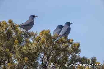 US Wildlife Managers Agree to Review the Plight of a Western Bird Linked to Piñon Forests
