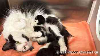 Mama cat and her kittens reunited by luck at the Saskatoon SPCA