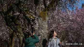 China snubs Canada on its list of approved travel spots, setting back tourism's post-COVID recovery