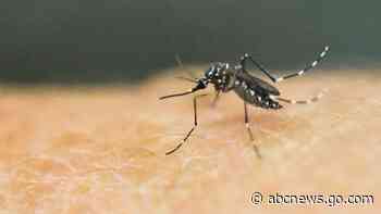 4 more cases of locally acquired dengue reported in Florida