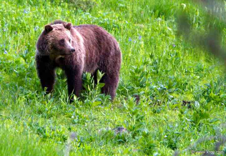 Game and Fish asking for public comment on bear hunting license regulations