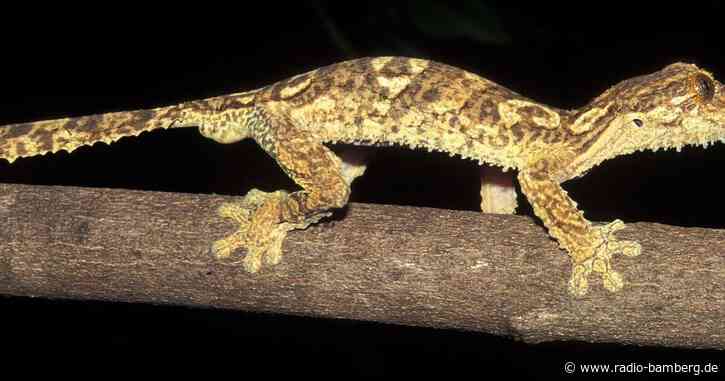 Vor 23 Jahren in Madagaskar entdeckter Gecko ist neue Art