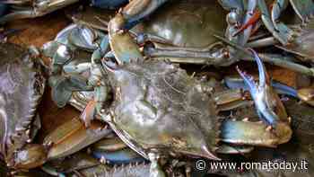 Chi ha paura del granchio blu? Invasione nel Lazio, la soluzione è venderlo, mangiarlo e farci la bioplastica