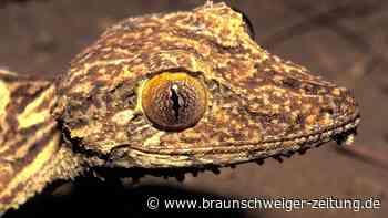 Vor 23 Jahren in Madagaskar entdeckter Gecko ist neue Art