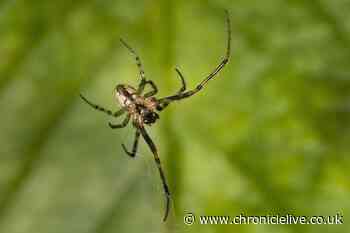 Spiders start to invade homes early looking for mate - keep them out with mint and chalk