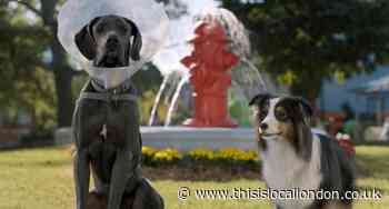 Film review Strays starring Will Ferrell and Jamie Foxx