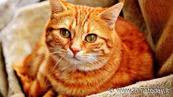 Dove è tornato l'incubo coronavirus, che stavolta uccide i gatti