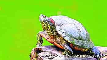 Skurriler Fall in Gechingen: Ausgebüxte Schildkröte beschäftigt Fundbüro