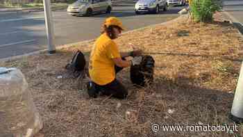 I volontari di Scientology puliscono le aree verdi di Roma Nord