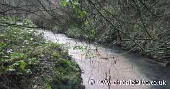 Construction company to donate £55,000 to Tyne Rivers Trust after polluting river during A19 upgrades