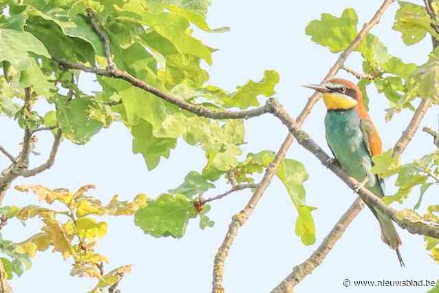 Broedgeval bijeneters gesneuveld op eindmeet, maar gelukkig ook positief vogelnieuws: raven geringd in Malle